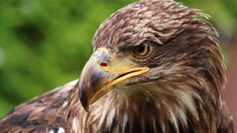 mimpi dapat anak burung elang com