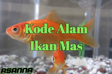 mimpi dapet ikan besar  Mimpi ini menjadi tanda untuk Anda, bahwa Anda harus memaafkan semua yang sudah terjadi