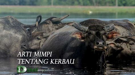 mimpi di kejar sapi <s>4</s>