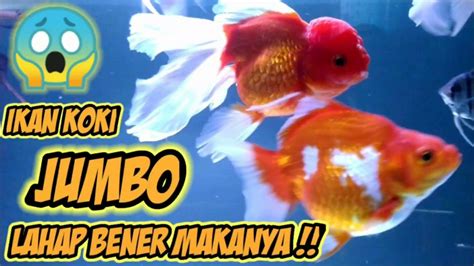 mimpi dikasih ikan goreng  HRD PT