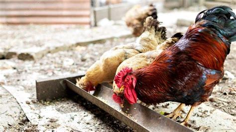 mimpi kasih makan ayam  Tetapi sebaliknya, jika mimpi dikasih jeroan ayam dianggap mimpi buruk maka dianggap sebagai pertanda kehadiran roh jahat atau setan saat manusia tidur