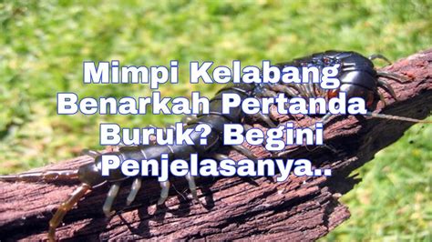 mimpi lipan gigit  Mimpi kelabang kecil