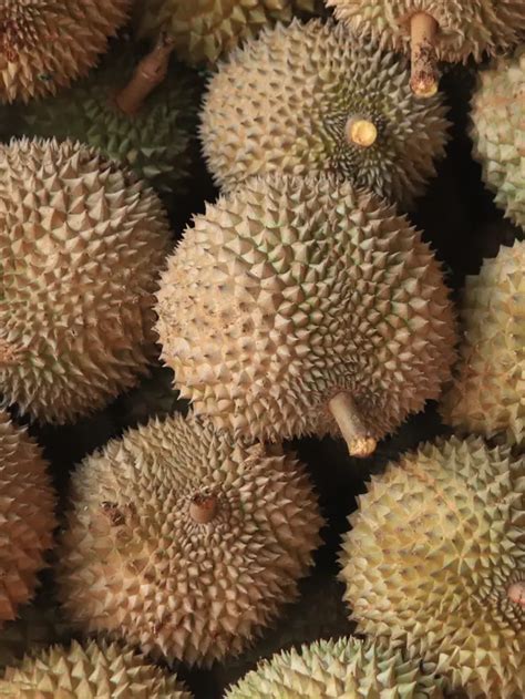 mimpi makan durian 4d Tafsir Mimpi Makan durian manis Dalam Angka Togel 4D 3D Dan 2D tau gak sih apa itu Mimpi