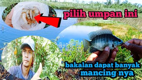 mimpi mancing ikan mujair  Arti mimpi tangkap ikan nila merupakan sebuah pertanda baik karena akan mendapatkan rezeki tambahan dan akan mendapatkan anak bagi yang