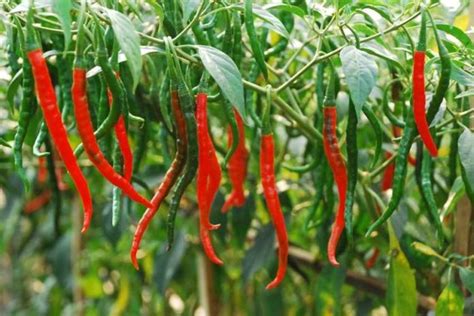 mimpi masak daun singkong com pada Kamis (17/02/2022)