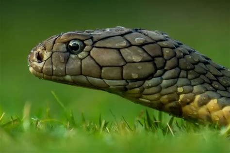 mimpi melihat ikan bertelur Arti Mimpi Melihat Ayam Bertelur Menurut Psikolog