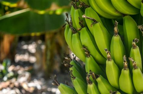 mimpi melihat kebun pisang No Erek Erek Mimpi pohon pisang sudah ada yang menebang dalam jumlah banyak