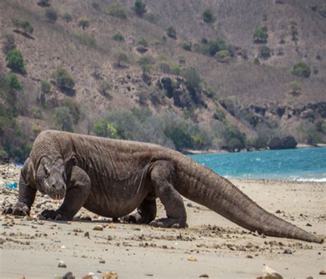 mimpi melihat komodo menurut islam 9