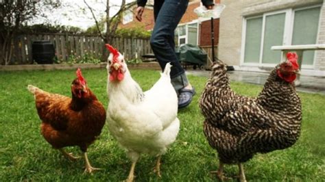 mimpi melihat kotoran ayam banyak sekali  lihat foto