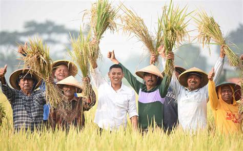 mimpi melihat orang panen padi  Dijawab oleh Dijawab oleh Bpk