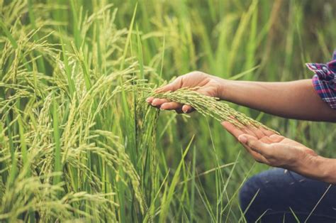 mimpi melihat padi di sawah  Mimpi seperti ini mengisyaratkan bahwa Anda akan menjalankan pekerjaan yang sia-sia