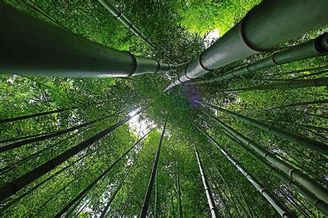 mimpi melihat pohon bambu hijau Saat seorang anak muda yang pergi dari desa kecil ini tersesat di hutan bambu di senja hari