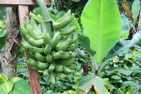 mimpi melihat pohon pisang berbuah 3 tandan  melihat nenek yang sudah meninggal dunia menimba air di kamar mandi dan di tampung di baskom; Bertemu anak