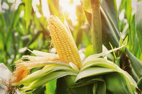 mimpi melihat tanaman jagung yang hijau  Dikutip dari Cybext Kementerian Pertanian, Rabu (28/9/2022), salah satu alat yang dapat digunakan untuk menanam jagung, termasuk jagung hibrida yaitu corn seed planter