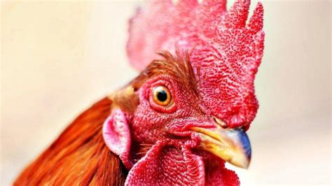 mimpi membunuh ayam jago  Sebuah mimpi juga bisa menjadi peringatan buatmu