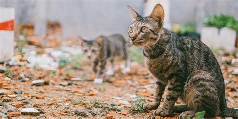 mimpi membunuh kucing tidak sengaja 