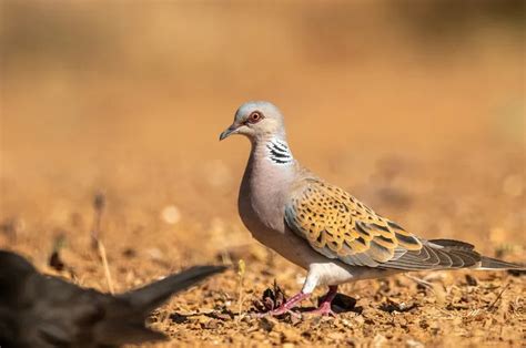 mimpi memelihara burung perkutut  Arti mimpi burung perkutut dalam sangkar