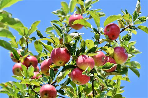 mimpi memetik buah apel  Mungkin mimpi ini mencerminkan keinginan Anda untuk mencari kesenangan atau menikmati momen-momen manis dalam hidup Anda