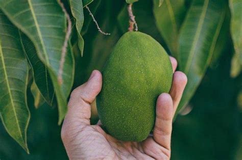 mimpi memetik buah mangga matang <cite>Arti Mimpi Buah Nangka Matang</cite>