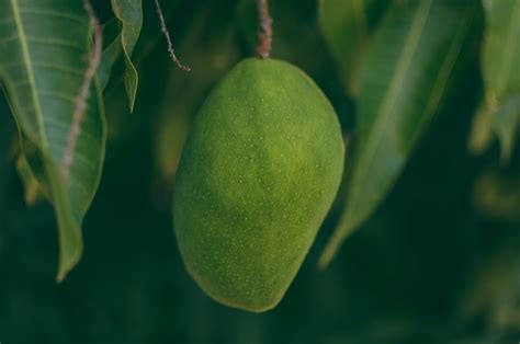 mimpi memetik buah mangga menurut islam Mimpi Buah Mangga Pari - Mangga Pari adalah jenis pohon mangga dengan buah yang kecil-kecil