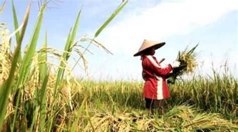 mimpi memotong padi di sawah Harga Alat Mesin Kepala Potong Pemotong Panen Pemanen Padi Jagung Sorgum - Rp18