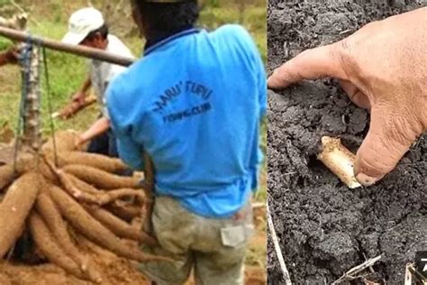 mimpi menanam singkong  Apa Arti Mimpi Singkong? Arti mimpi singkong dapat berbeda-beda tergantung pada situasi dan kondisi dalam