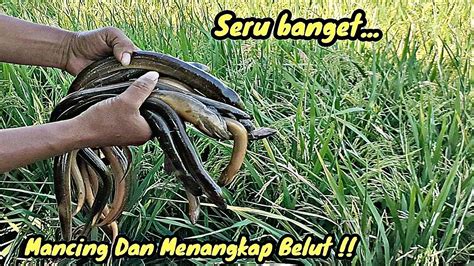 mimpi menangkap belut di sawah  Network