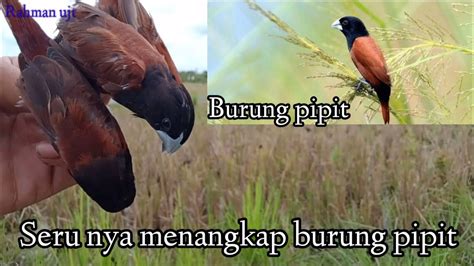 mimpi menangkap burung pipit  Wednesday, December 28 2022 Breaking News