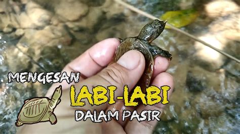 mimpi menangkap labi labi  P