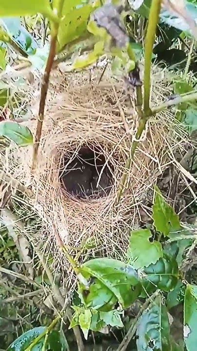 mimpi menemukan sarang burung dan anaknya 