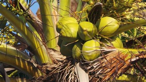 mimpi mengambil buah kelapa dari pohonnya  Baca Juga : Erek Erek 87 Bergambar dan Kode Alam Abjad Angka 2D 3D 4D