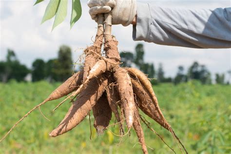 mimpi panen singkong  Termasuk ke Indonesia yang masuk ke Maluku pada abad 16