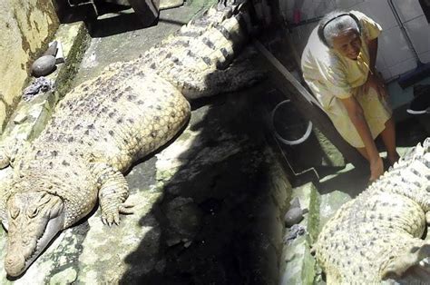 mimpi pelihara buaya Arti mimpi buaya bisa jadi pertanda rasa takut yang sedang kamu rasakan