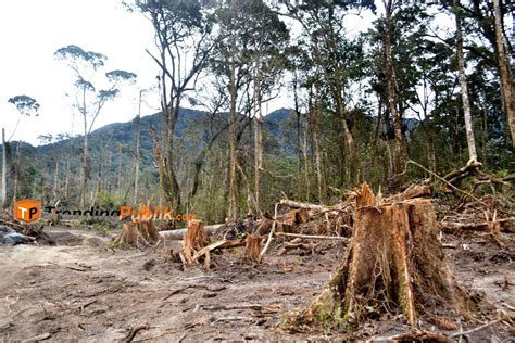 mimpi petai  gempa bumi itu tepatnya terjadi di 0:98 Lintas Selatan, 121