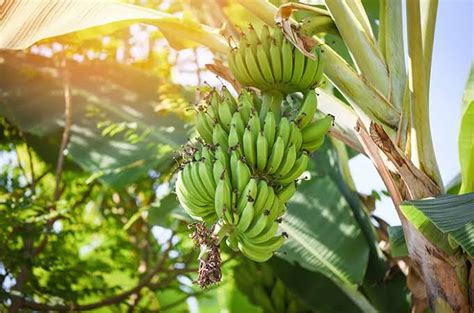 mimpi pohon pisang tumbang Mencari pohon pisang yang sudah tidak produktif