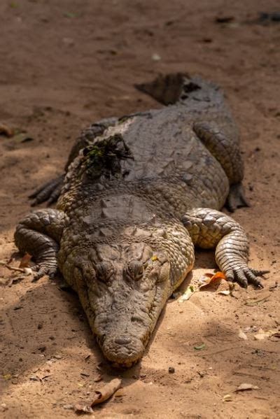 mimpi suami digigit buaya Ketiga, mimpi yang menjadi isyarat dari 46 bagian kenabian