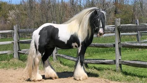 mini gypsy vanner for sale  H - 1 Piece (sl150305)