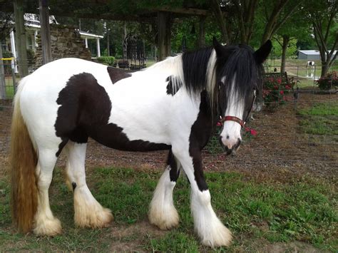 mini gypsy vanner for sale 1 hand homozygous stallion