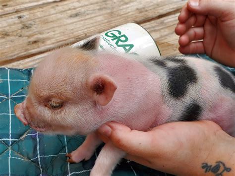 mini juliana pigs for sale Mini Juliana Pigs for sale in Oregon Cars search results