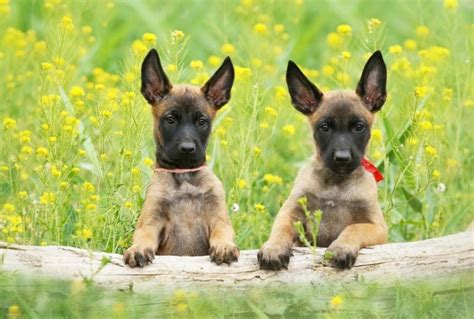 mini pastor belga  Estos cachorros están cuidados por nuestro personal cualificado en binestar animal y se entregan vacunados acorde con su edad, con su pasporte al día, chip, desparasitación, garantias vírica y congénita