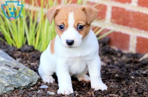 miniature jack russell puppies for sale nz  Grady, Dad