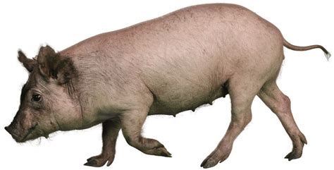 miniature pig  The Kune Kune Pig
