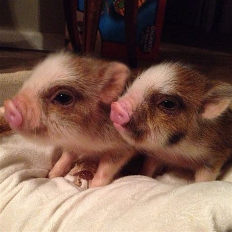 miniature pigs for sale near me  Email Seller Video Chat