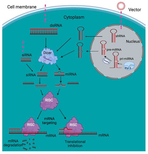 mirna and sirna 01