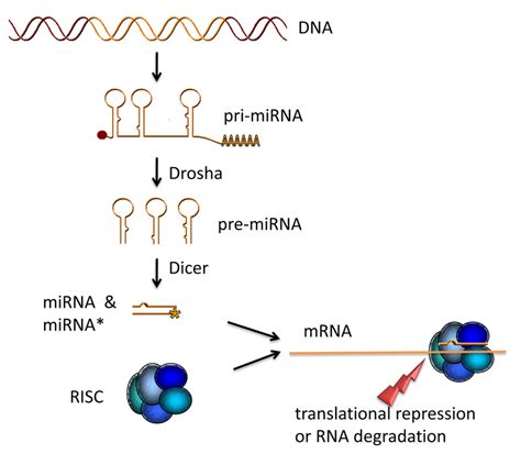 mirna library  Anatomy of a miRNA poly-cistron