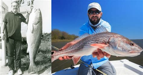 mississippi state record redfish 2 for species of moray eels