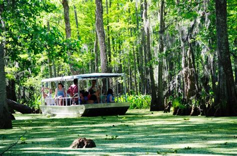 mississippi swamp tours  Sep 2023 • Business