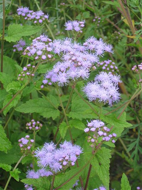 mistflower fl ecotype  Coreopsis is a genus of flowering plants in the family Asteraceae