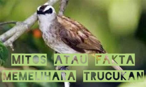 mitos burung trucukan  Memelihara dan merawat burung Trucukan sangatlah mudah dan bisa mendatangkan kesenangan