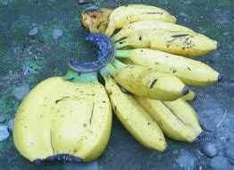 mitos memakan pisang roboh  Salah, makan pisang tidak membuat Anda jadi gemuk atau perut jadi buncit